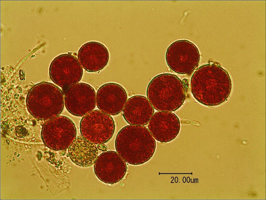 赤い水の正体は 顕微鏡観察事例を紹介 株 愛研 水質や土壌の汚染調査 作業環境測定を行う愛知県名古屋市の検査所