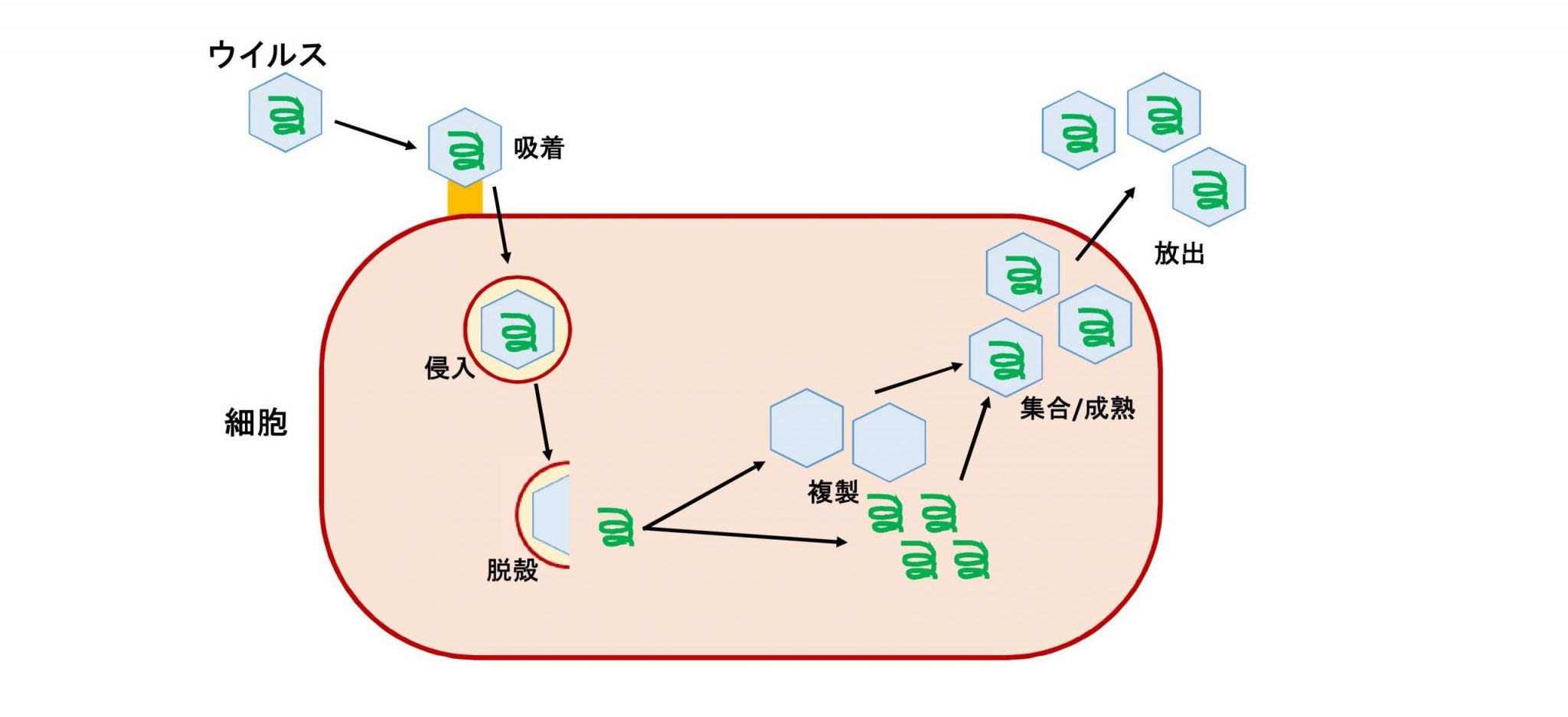 『ウイルス』ってなに？構造や遺伝子など基礎知識を交えて解説｜（株）愛研｜水質や土壌の汚染調査・作業環境測定を行う愛知県名古屋市の検査所